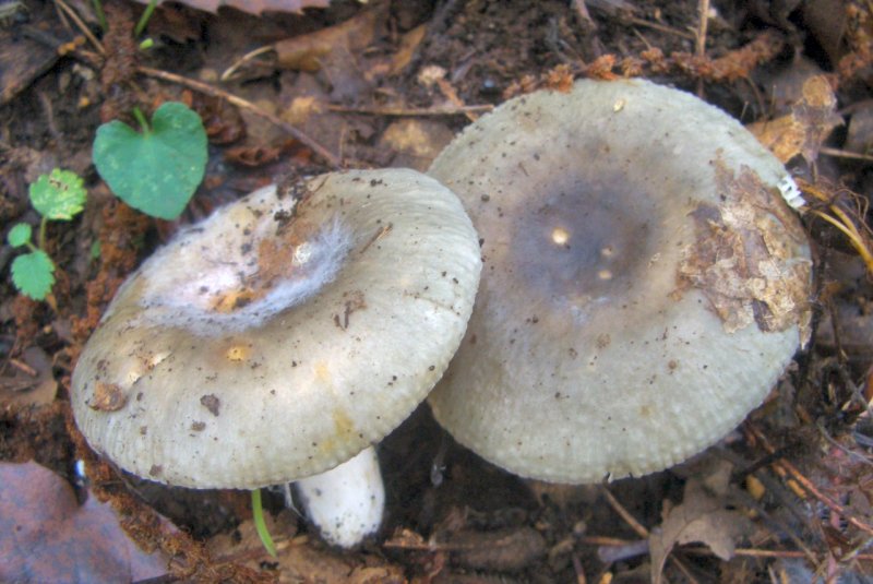 Russula da determinare-Castagno quercia